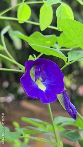 Butterfly Pea flower or Asian pigeonwings is flower herbal plant use  coloring  blue and purple for ancient Thai desserts.