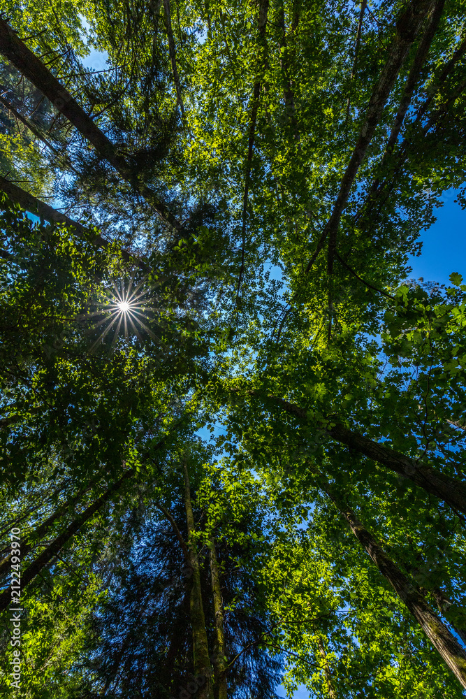 Fototapeta premium A low-angle view looking straight up into a dense, lush green forest canopy