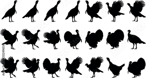 Cuadro en lienzo Turkey bird silhouette set featuring strutting and displaying behaviors for seas
