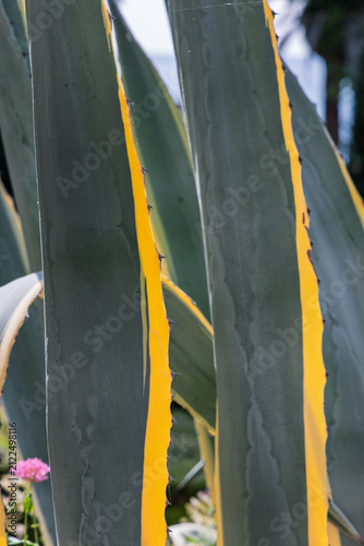 Quadro su tela Tall leaves of a variegated century plant fill the frame, their vivid yellow margins separating cool grey-green blades in summer light