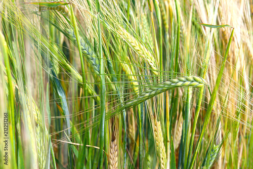 Green field with rye. Green, not yet ripe spikelets of rye close-up. Selective focus, blurred background. Concept of a good harvest. Ukraine, Europe.