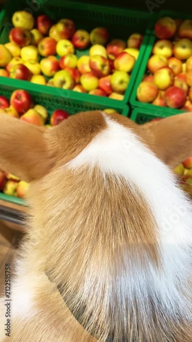 Corgi dog shopping with owner in supermarket, standing near fruit crates filled with colorful apples. Funny and charming moment of pet accompanying human during grocery shopping. Vertical video.