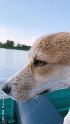 Corgi dog with owner boating and fishing on calm lake, enjoying quiet summer landscape. Scenic outdoor lifestyle moment showing pet companionship and leisure activity.