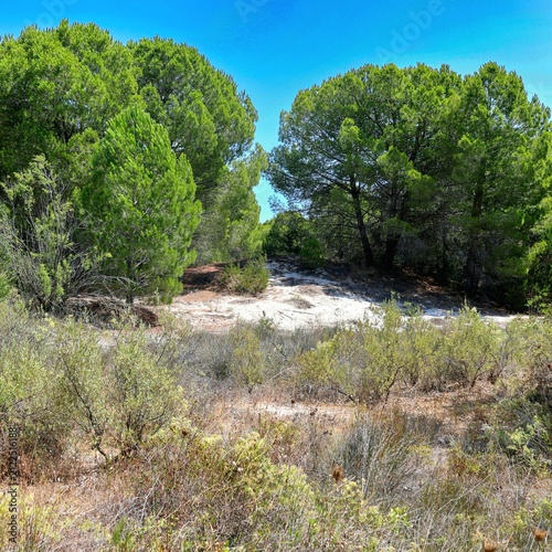 Fotografía Mediterranean pine forest opening onto a white sand dune, wild coastal scrubland in the foreground under a clear blue sky, Capo Comino, Siniscola, Sardinia, Italy, August, 2, 2026