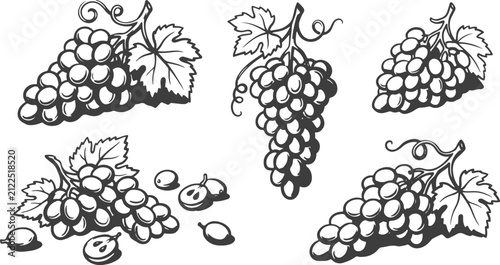 Hand Drawn Grape Bunch Collection Vector Illustration Set with Fresh Grape Clusters, Vine Leaves, Loose Grapes and Vineyard Fruit.