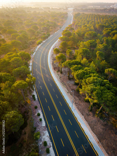 Winding highway through pine forest illuminated by warm golden sunlight