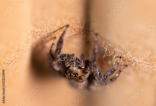 Canvastavla A curious arachnid photographed in an intimate macro perspective while hiding beneath a rough wooden surface