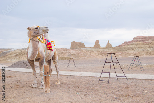 Sightseeing Camels on Gobi at Ghost City Scenic Area, Xinjiang, China