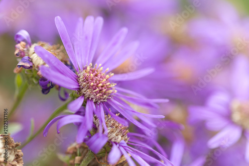 Obraz na plátně Beautiful violet-yellow aster blossoms, yellow stamens, close-up of a violet-yel