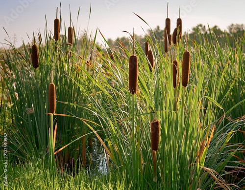 various cattail plants showcasing their tall brown flower heads among lush green grass under natural daylight