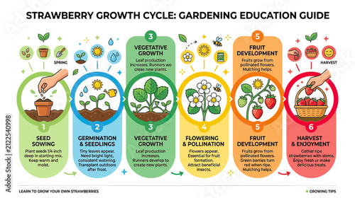 Strawberry Growth Cycle Diagram: Gardening Education