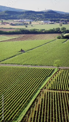 Italian vineyards from drone view, neat rows of vines in agricultural zone of Lake Garda