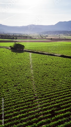 Rows of grapevines in Italian vineyard, aerial view. Agricultural region near Lake Garda
