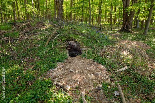 Terrier de blaireau ou de renard en forêt