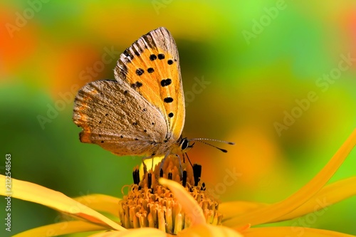 Dukatenfalter saugt Nektar an einer Blume im Garten