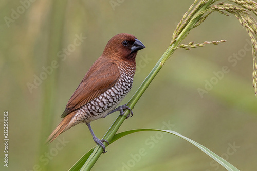 Scaly-breasted Munia (Lonchura punctulata) Perched on Rice Stalk in Natural Green Habitat