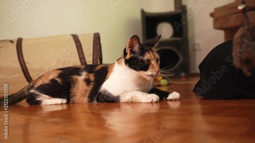 Young calico cat playing with a hanging toy mouse on a wooden floor. Natural indoor pet activity showing curiosity, hunting instinct, and enrichment