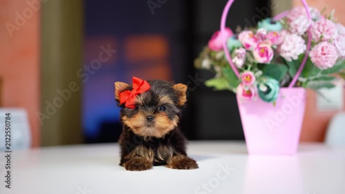 Yorkshire Terrier Puppy Sitting on a white table near a bouquet of flowers. Cute domestic pets	