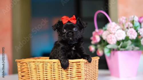 Chihuahua Puppy Sitting on a white table near a bouquet of flowers. Cute domestic pets	