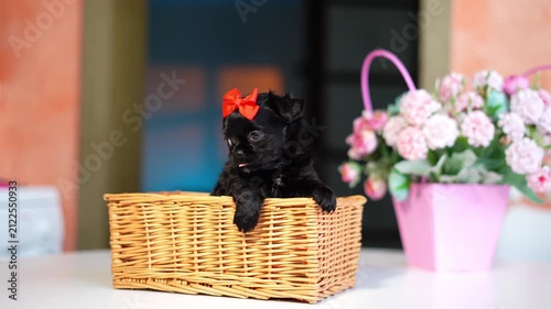 Chihuahua Puppy Sitting on a white table near a bouquet of flowers. Cute domestic pets	