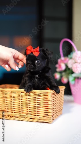 Chihuahua Puppy Sitting on a white table near a bouquet of flowers. Cute domestic pets	
