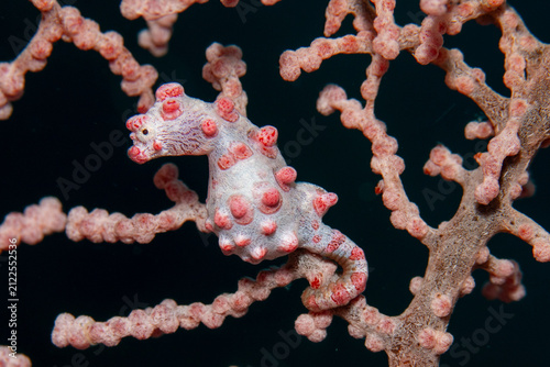 Photography Pygmy Seahorse