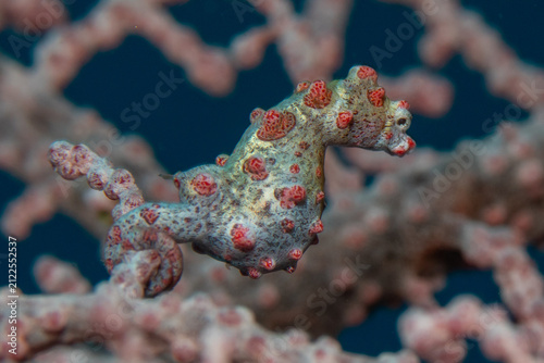 Fotografie Pygmy Seahorse