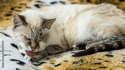 Fotografie A light-colored lynx point cat with inflamed eyes rests on a leopard-patterned fleece blanket while carefully licking its front paw to groom