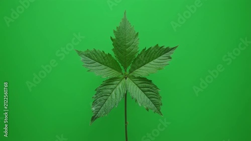 Green Leaf Symmetry With Chromakey Background During Natural Growth