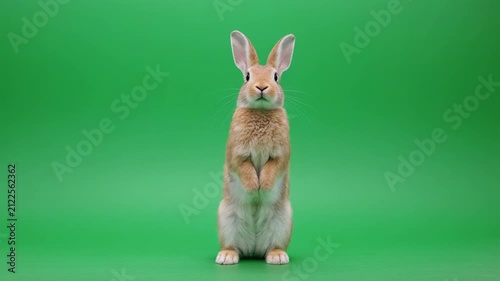 Kangaroo standing centered on green screen with subtle head movement and soft studio lighting