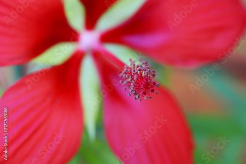 Scarlet rose mallow hibiscus (Hibiscus coccineus)
