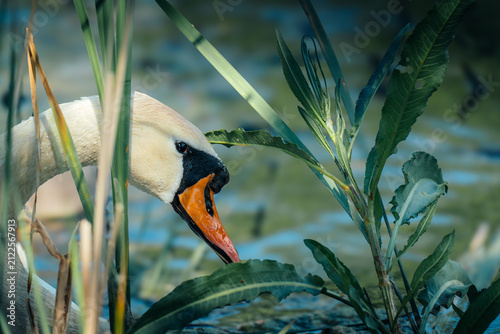 фотографія White swan hidden among green reeds
