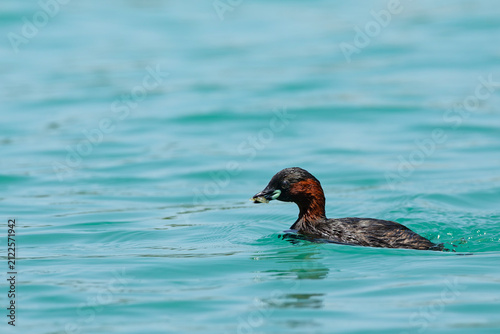 Perkozek zwyczajny (Tachybaptus ruficollis) trzymający w dziobie małą rybę złowioną w turkusowej wodzie.