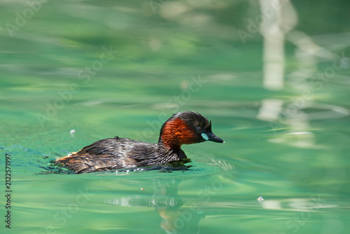 Perkozek zwyczajny (Tachybaptus ruficollis) w szacie godowej pływający w czystej wodzie z odbiciem lustrzanym.