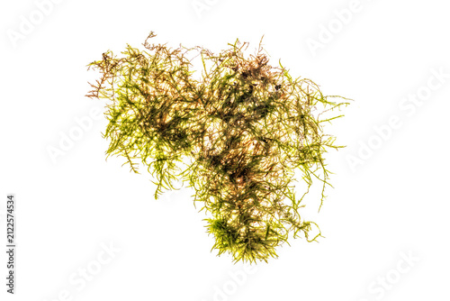 Irregular cluster of green and brown forest moss with delicate branching texture, isolated on a transparent background.