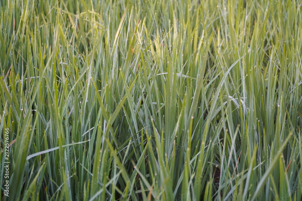 Fototapeta premium Close-up of dew-covered green grass blades in a natural field, capturing morning freshness and organic texture for nature-themed projects, featuring intricate plant details.