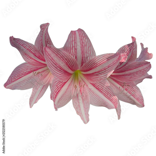 Obraz na płótnie Pink amaryllis flowers isolated on transparent background