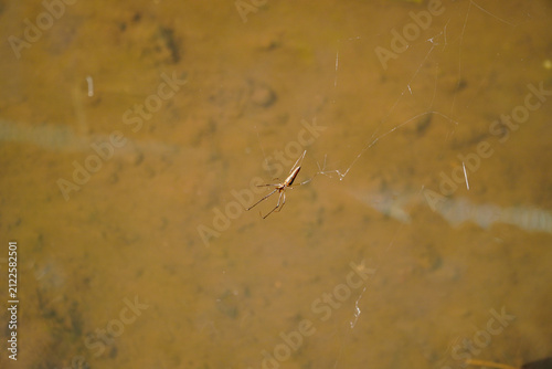 Photography A delicate spider hangs from its intricate web suspended over murky water, capturing a moment of natural wilderness with soft golden lighting and subtle aquatic textures