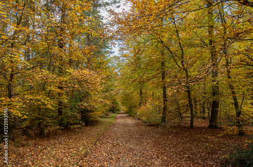 Chemin de forêt en automne. Sous-bois de hêtres. Couleurs jaunes