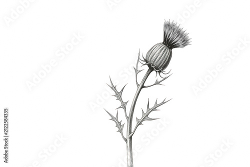 Black and white botanical illustration of a thistle flower