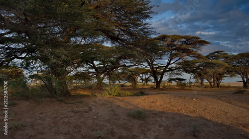 East Africa, Kenya, Marsabit. View of palm trees and tropical shrubs in the oasis of the national park.
