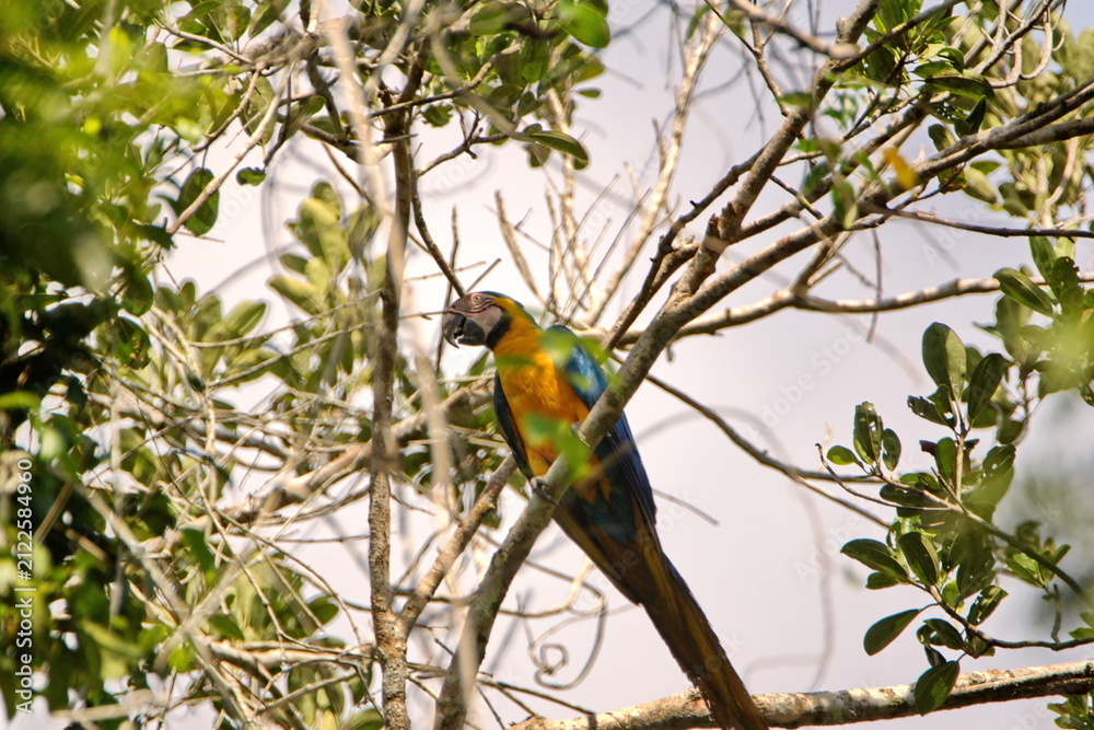 Obraz premium Blue-and-yellow macaw (Ara ararauna) perched in a tree in the Cuyabeno Wildlife Reserve, outside of Lago Agrio, Ecuador