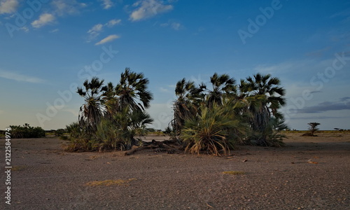East Africa, Kenya, Marsabit. View of palm trees and tropical shrubs in the oasis of the national park.