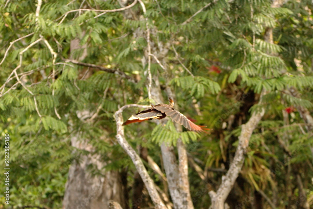 Fototapeta premium Hoatzin (Opisthocomus hoazin) iin flight n the Cuyabeno Wildlife Reserve, outside of Lago Agrio, Ecuador