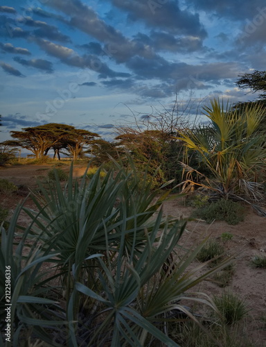 East Africa, Kenya, Marsabit. View of palm trees and tropical shrubs in the oasis of the national park.