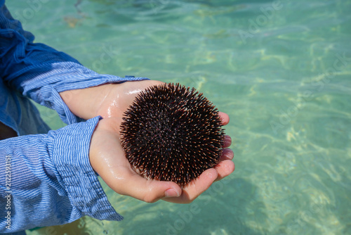 Photography Close-up of child hands holding a dark spiky sea urchin above shallow clear turquoise ocean water on a sunny day at the beach during summer travel vacation
