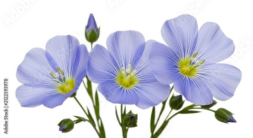 Beautiful Blue Flax Flowers (Linum usitatissimum) Isolated on White Background - Three Blooming Blossoms with Buds