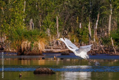 A Great Egret in the evening light over the marsh
