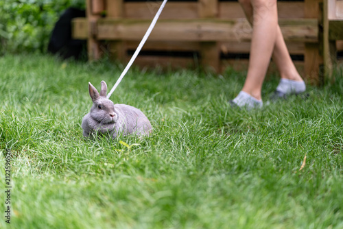 Fotografía Pet Rabbit Walking on Leash in Grass
