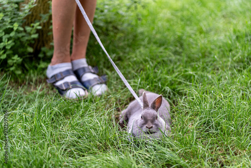 Fotografía Pet rabbit resting on grass while being walked on leash in park